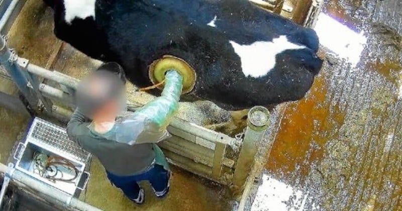 Vidéo choc des vaches à hublot : une pratique « choquante » mais « utile », selon le gouvernement