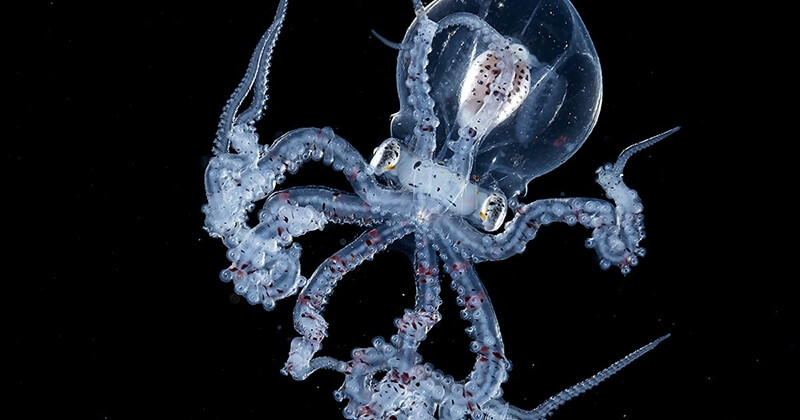 Un photographe a capturé une magnifique pieuvre avec la tête transparente