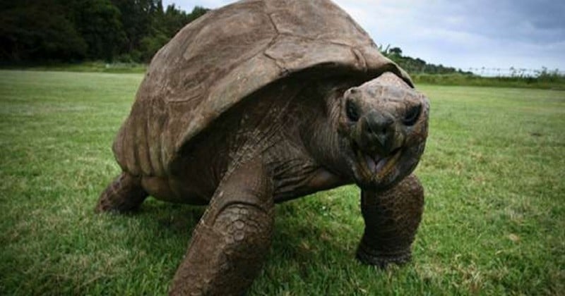 La tortue Jonathan, le plus vieil animal terrestre encore vivant, est âgée de 187 ans