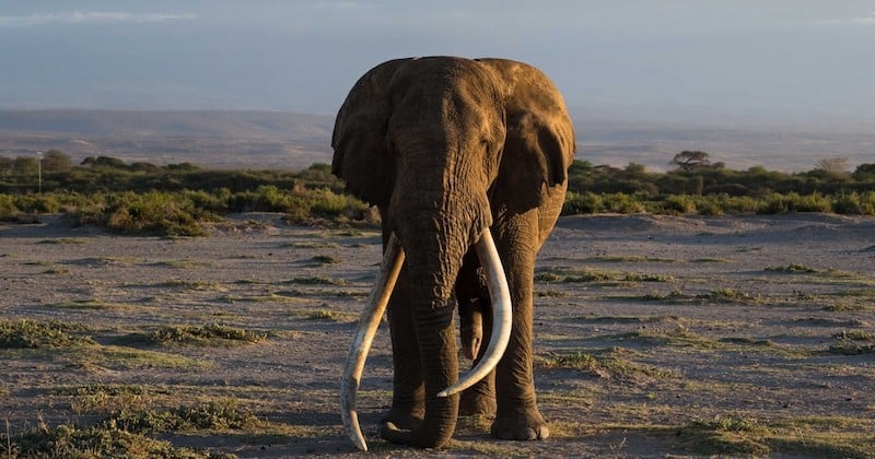 Kenya : Tim, l'un des derniers éléphants aux défenses géantes est mort à 50 ans