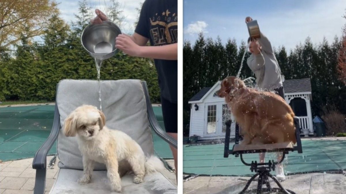 Le Ice bucket challenge... pour chiens, la nouvelle tendance affligeante et dangereuse sur TikTok