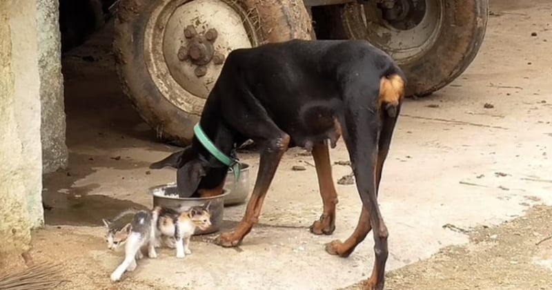 Inde : une chienne adopte trois chatons orphelins après avoir perdu ses propres chiots
