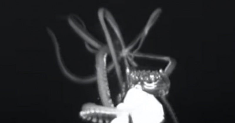 États-Unis : pour la première fois, un calamar géant a été filmé à plus de 750 m de profondeur