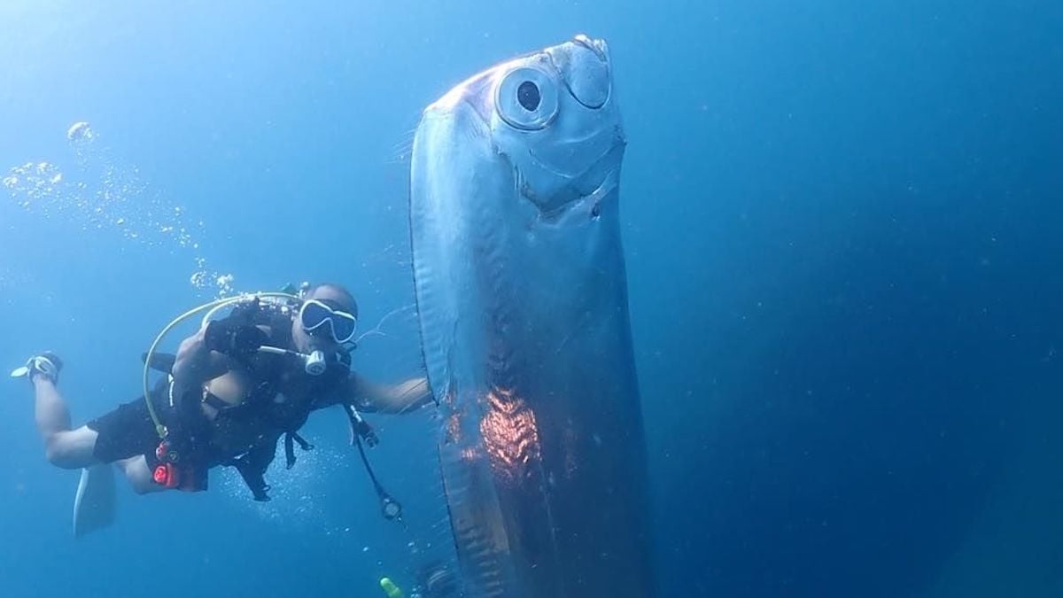 Des plongeurs filment un poisson rarissime de 5 mètres de long et recouvert de trous, à la sinistre réputation