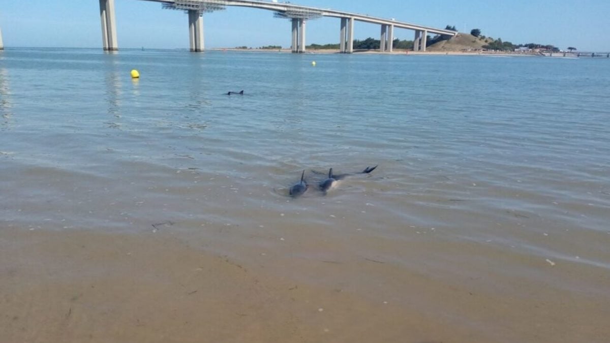 Vendée : quatre bébés dauphins en détresse secourus par des touristes