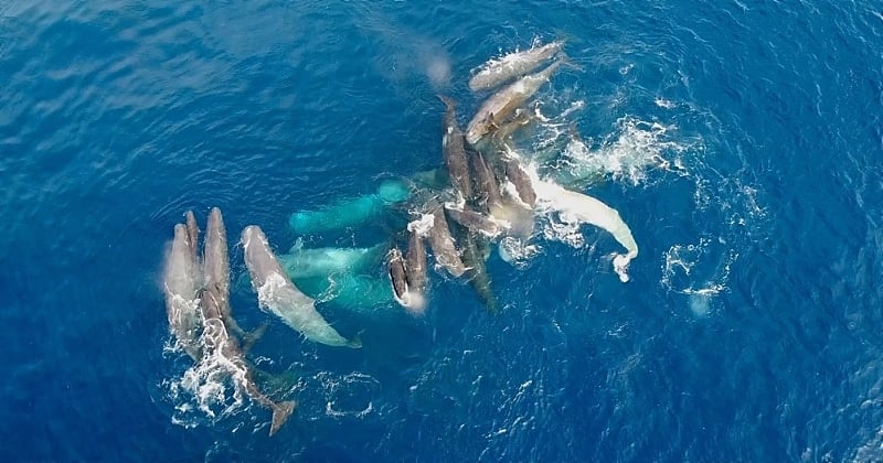 Corse : les images extrêmement rares de la naissance de cachalots, filmée par un drone