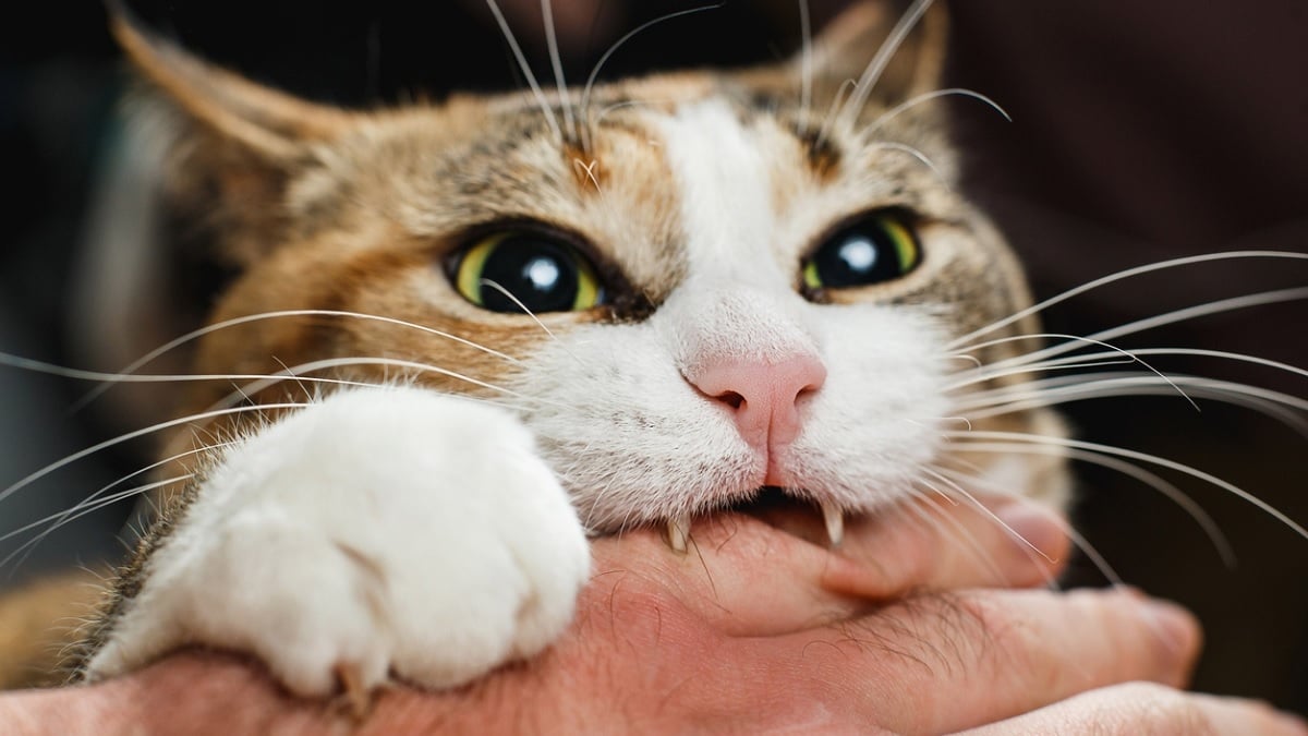 Après avoir été mordu par un chat errant, il contracte une bactérie inconnue