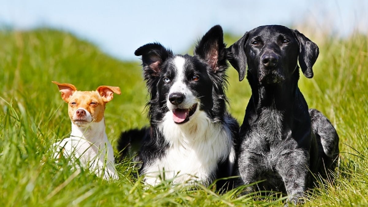 Voici les dix noms de chiens les plus donnés en France cette année