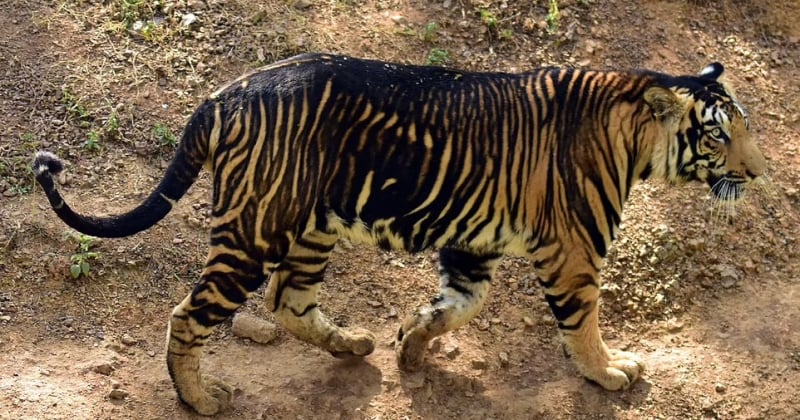 Un couple de tigres noirs très rares a été photographié en Inde 