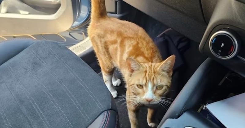 Angleterre : un chat aventurier saute dans les voitures de deux inconnues et parcourt 230 km