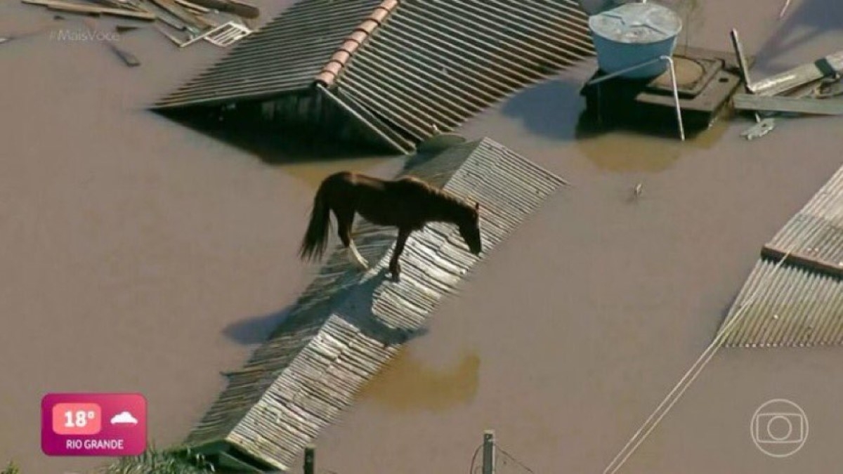 VIDÉO : les images d'un cheval pris au piège, lors d'une violente inondation au Brésil, font le tour du monde