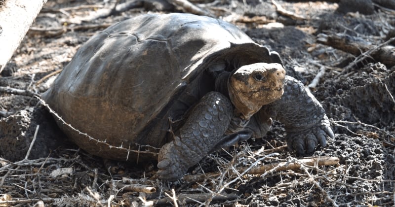 Une tortue géante de Galápagos, « éteinte » depuis 100 ans, retrouvée vivant seule sur une île volcanique