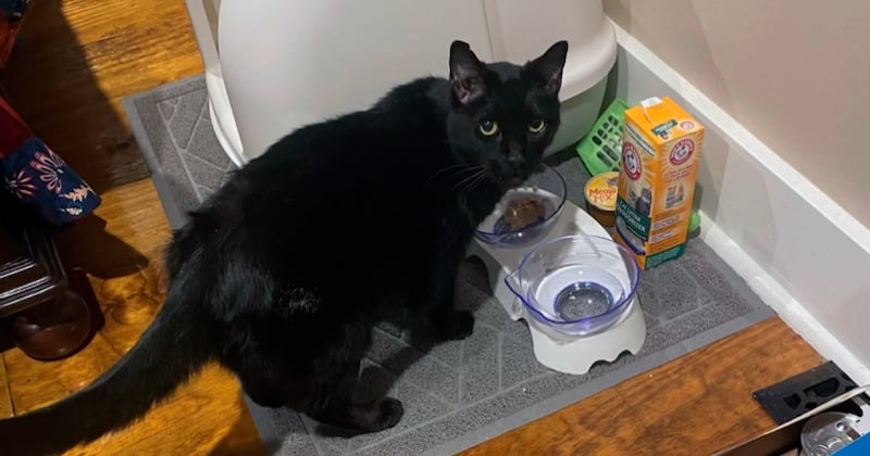 Un chat retrouvé miraculeusement vivant sous les décombres, 9 jours après le passage d'une tornade