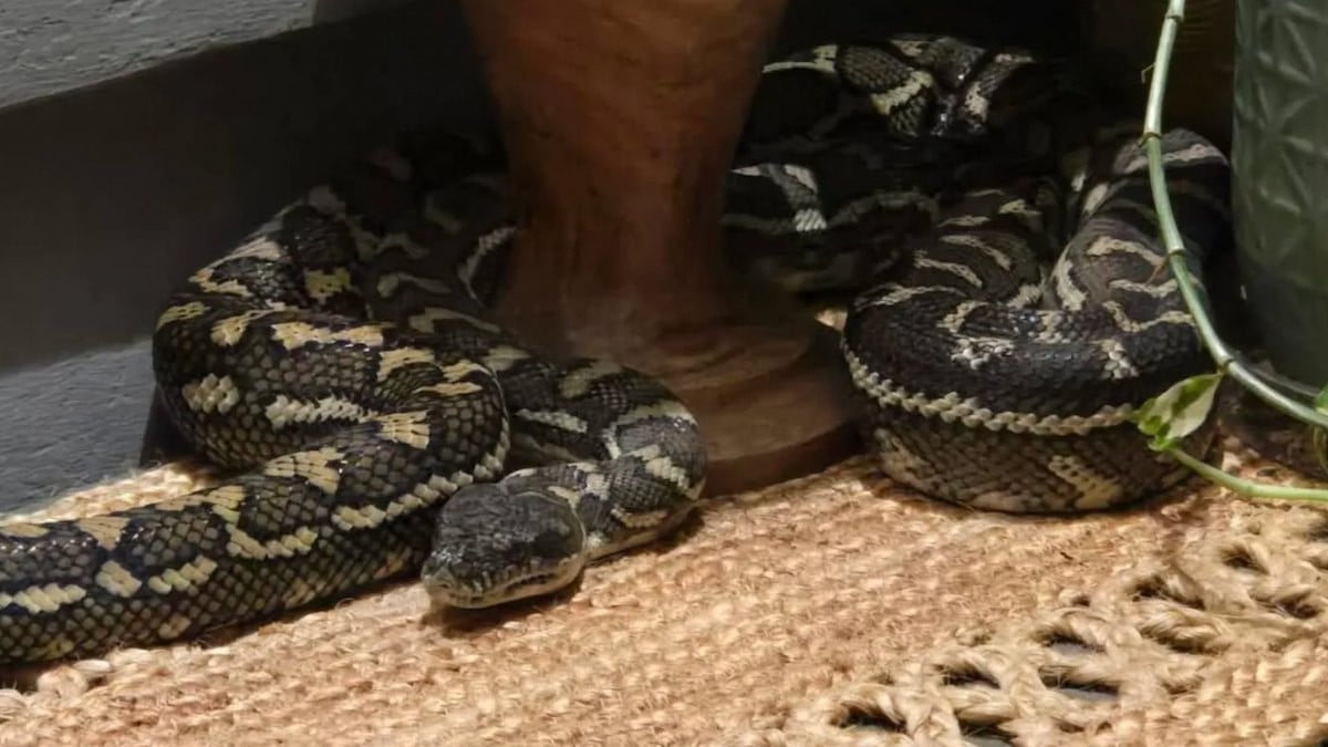 « Chérie, ne bouge pas » : elle se réveille avec un python de plus de 2 mètres sur la poitrine 