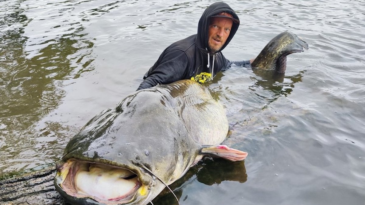 Dans le Tarn, il pêche un silure de 2,71 mètres, près du record de France