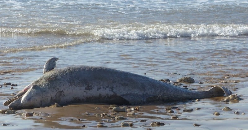 Une dizaine de dauphins ont été retrouvés échoués dans le sud de la France au cours des dernières semaines, pour des raisons encore inexpliquées