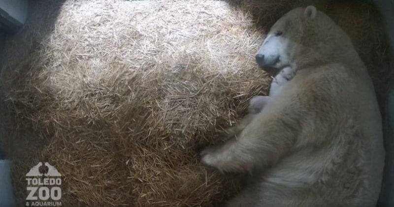 Espagne : pour la première fois depuis 12 ans, ce zoo a vu naître des oursons polaires jumeaux