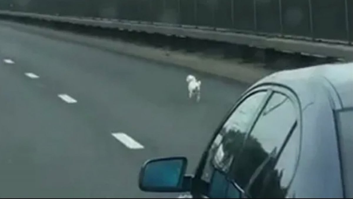 Un conducteur aperçoit un chien sur l'autoroute et décide de le secourir 