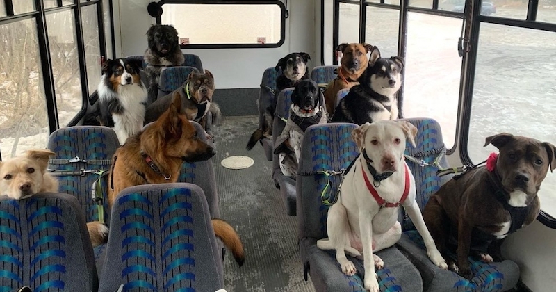 Alaska : ces chiens prennent le bus comme des humains et font craquer la toile