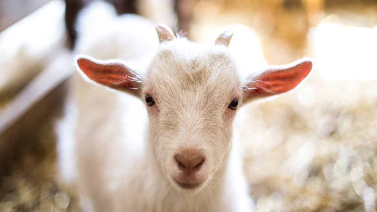 Un homme de 19 ans surpris en train de violer des chèvres dans un refuge animalier 