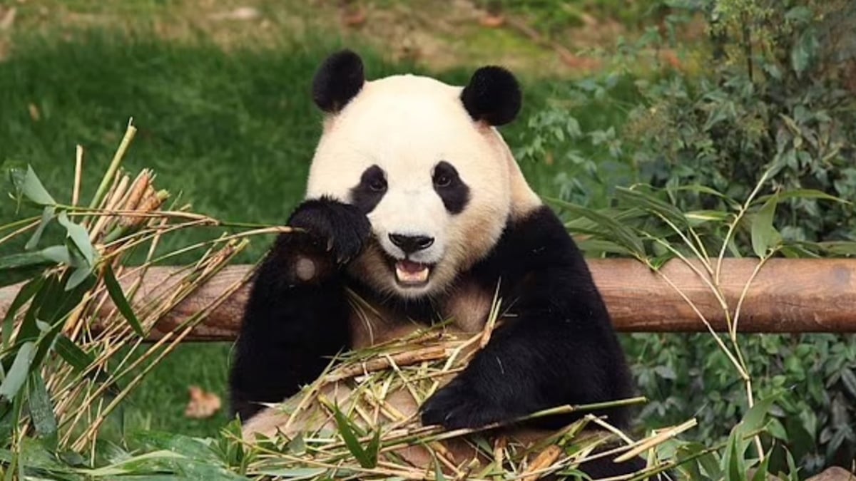 Les adieux déchirants d'un gardien de zoo au panda qu'il a élevé depuis sa naissance 