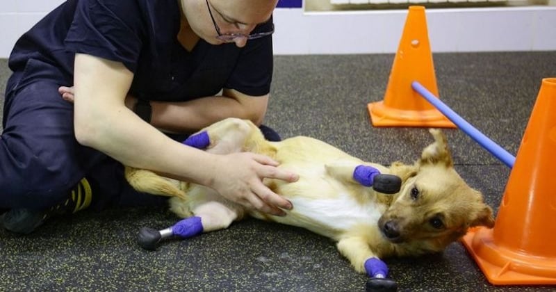 Russie : une chienne martyrisée remarche à nouveau grâce à la pose de quatre prothèses 