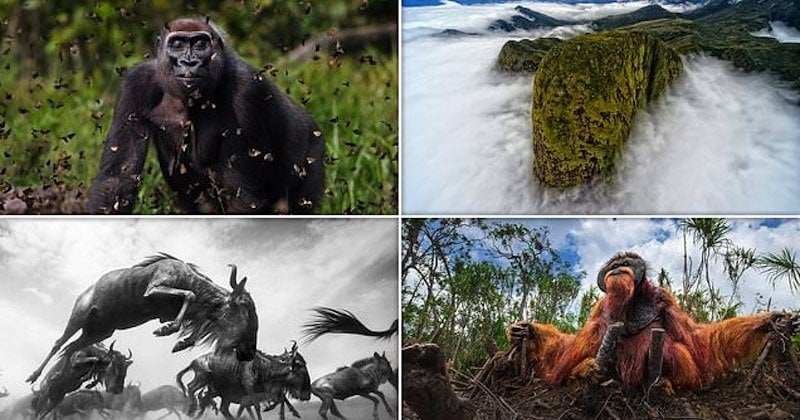 15 somptueuses photographies de notre planète lauréates au concours « The Nature Conservancy »