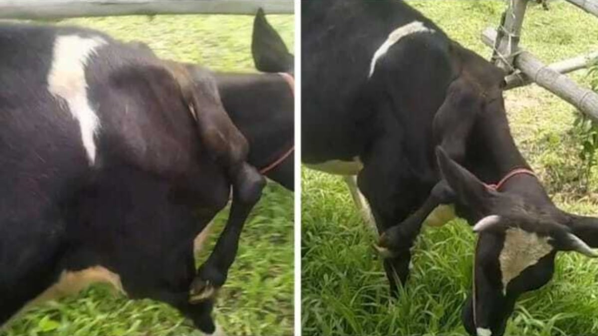 Cette vache exceptionnelle vaut plusieurs milliers de dollars, mais sa propriétaire refuse de la vendre