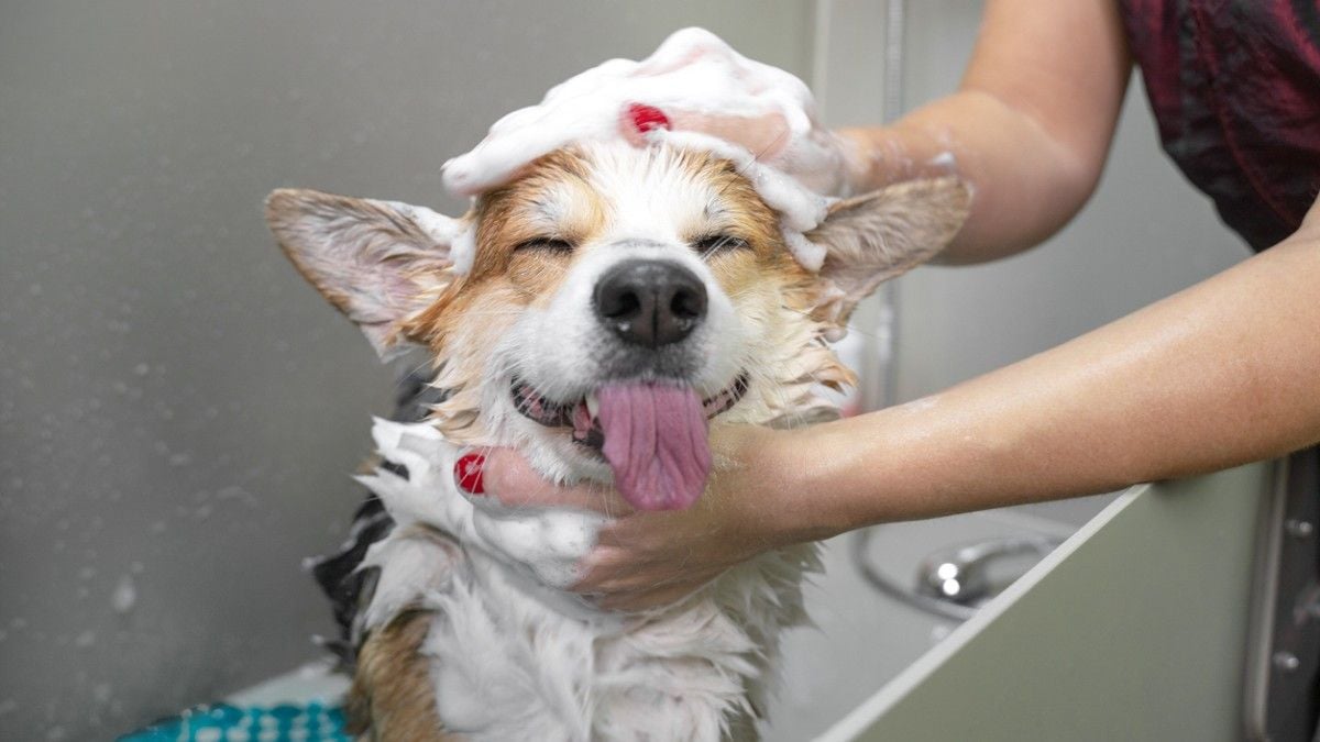 Un chien se fait laver