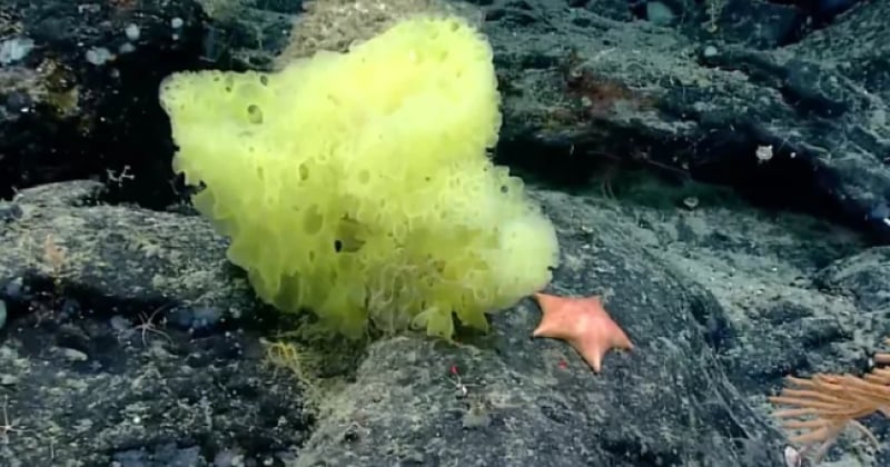 Les sosies parfaits de Bob l'éponge et Patrick l'étoile de mer ont été découverts dans l'océan Atlantique