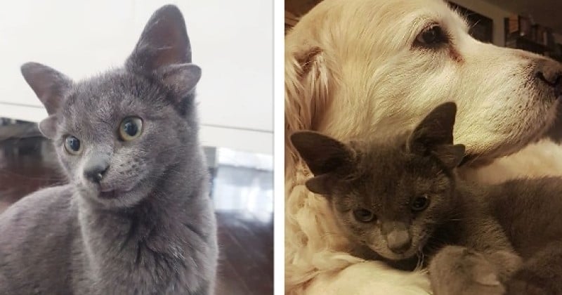 Ce chaton adorable possède deux paires d'oreilles et une tache blanche en forme de cœur sur le ventre