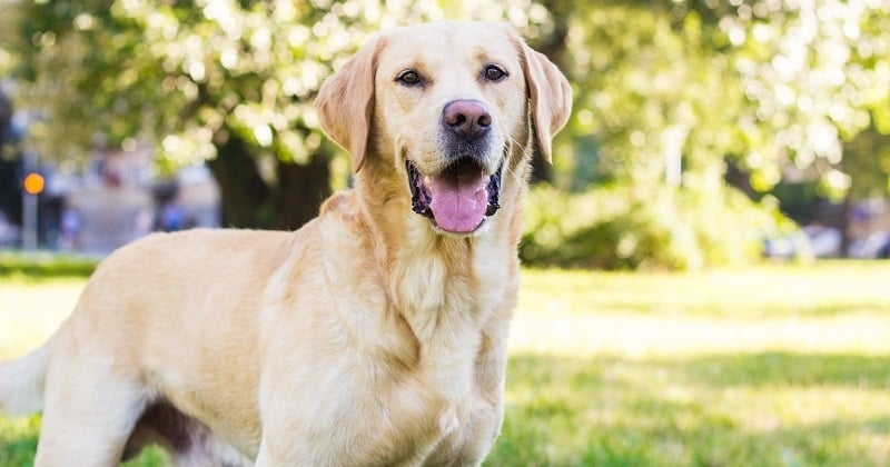 Labrador : 10 choses à savoir sur cette race de chien