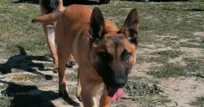 Disparu depuis une semaine, Sky, le chien des sapeurs-pompiers du Gard, a malheureusement été retrouvé mort