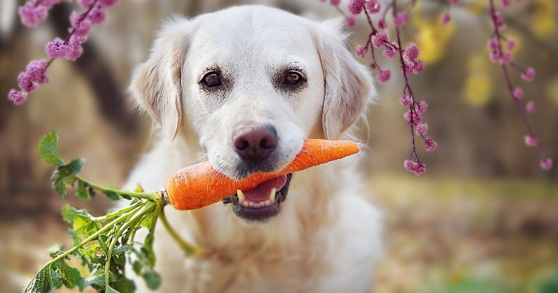 Ces 6 légumes sont particulièrement bénéfiques pour la santé des chiens