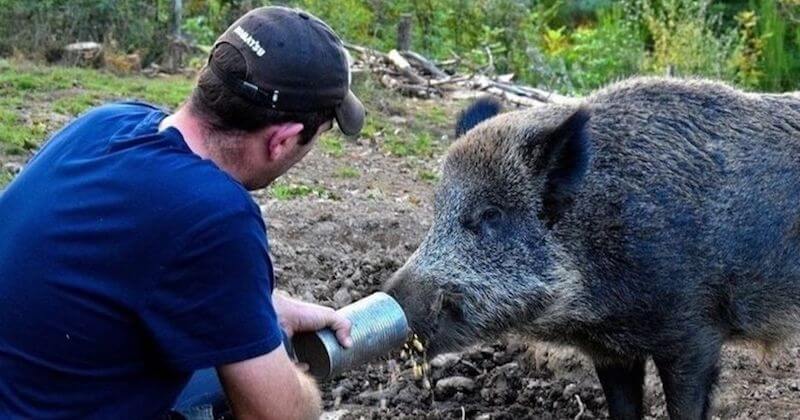 Corrèze : après avoir refusé d'euthanasier son sanglier, une femme sera jugée pour détention d'un animal sauvage