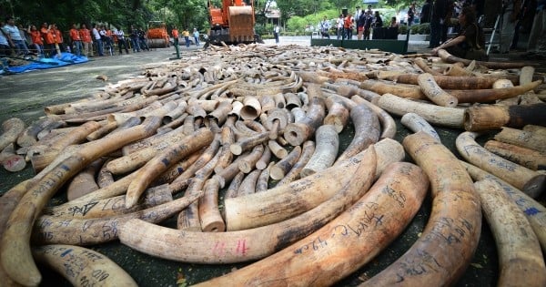 Cette année, la Chine, premier marché mondial d'achat et de vente d'ivoire, a décidé de mettre un terme à ce type de transactions sur son territoire : ENFIN !