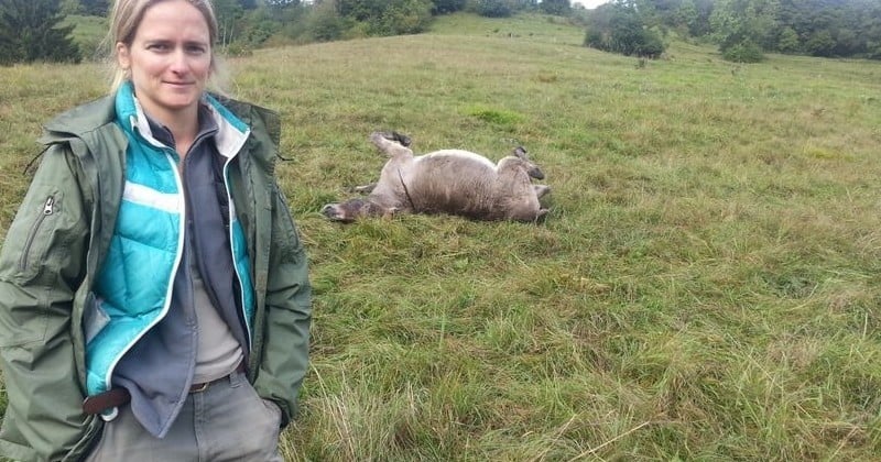 Savoie : un chasseur abat quatre ânes dans un pré, décimant presque entièrement le troupeau d'une petite société de location