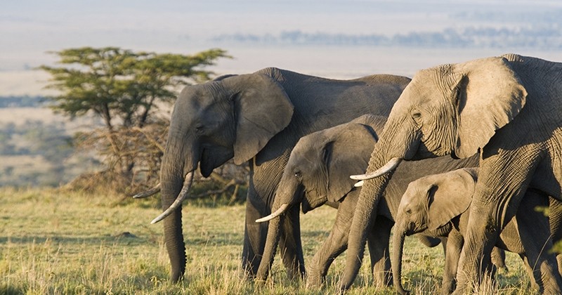 Un chasseur est mort au Zimbabwe... écrasé par l'éléphant sur lequel il tirait 