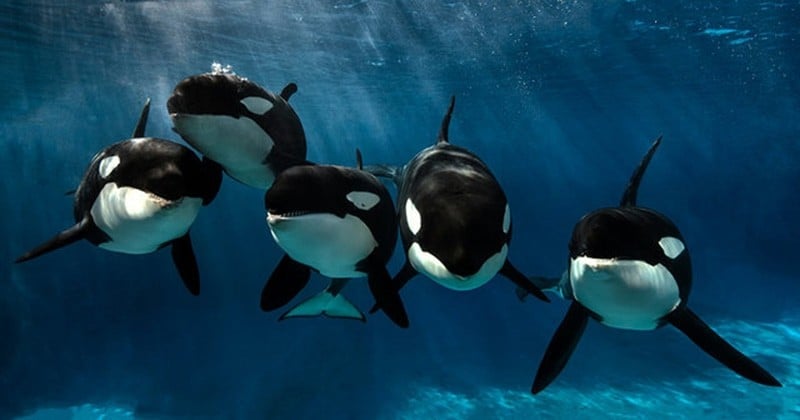 Kasatka, la doyenne des orques du parc SeaWorld, est décédée, et des photos la montrant avec des lésions à la mâchoire font polémique