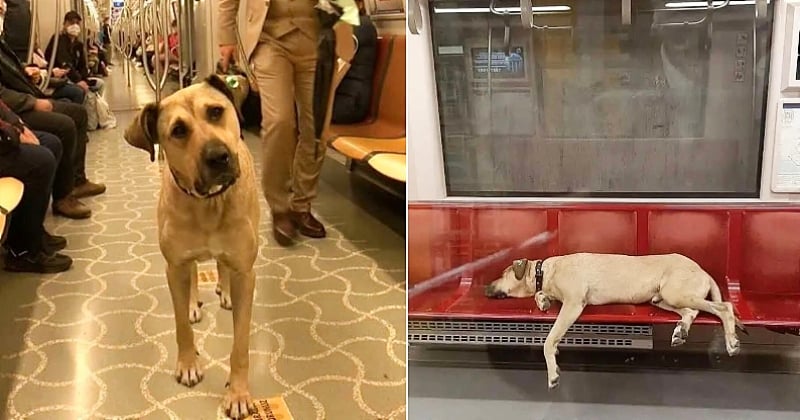 À Istanbul, ce chien errant utilise quotidiennement les transports en commun pour se déplacer à travers la ville	