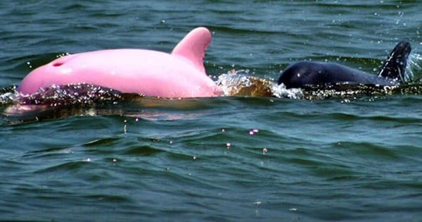 Un dauphin rose d'une immense rareté a été repéré en Louisiane !