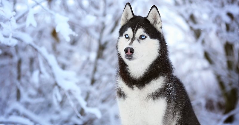 Husky : 8 choses à savoir sur cette race de chien