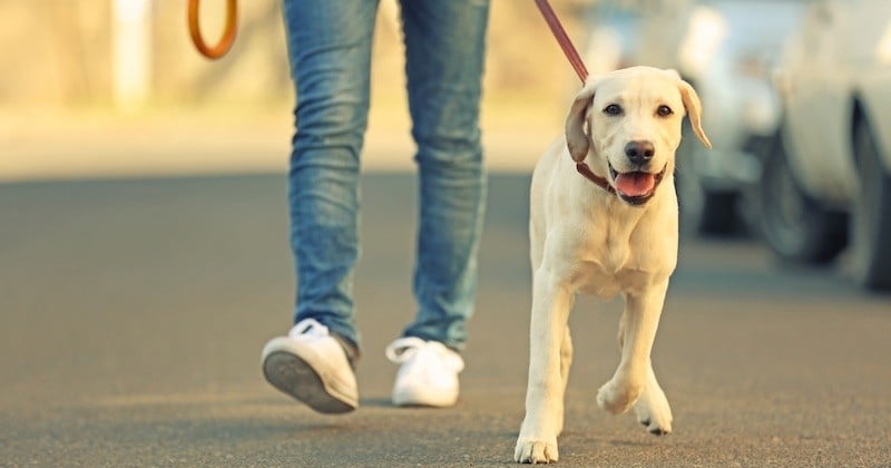 Covid-19 : promener son chien augmenterait très fortement le risque d'infection	