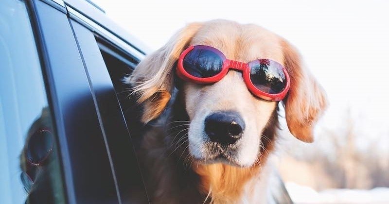 À travers d'adorables photos, cette photographe nous partage son quotidien aux côtés de ses deux Goldens Retrievers