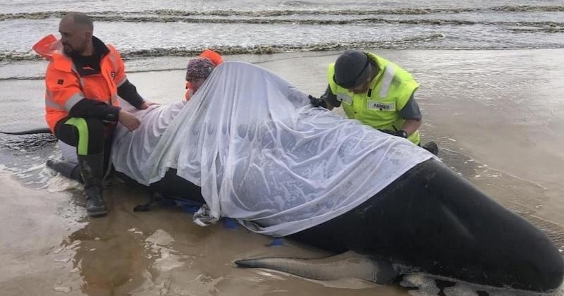 380 cétacés retrouvés échoués dans une baie de Tasmanie sont morts