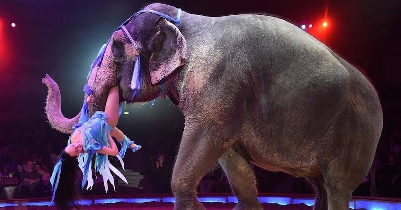L'Ecosse bannit à son tour les cirques et spectacles itinérants exploitant les animaux sauvages