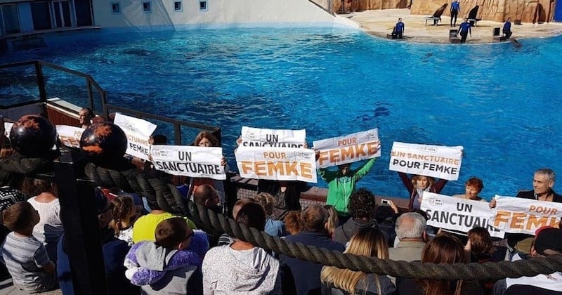 Au Parc Astérix, des militants perturbent un spectacle aquatique pour alerter sur le sort du dauphin Femke