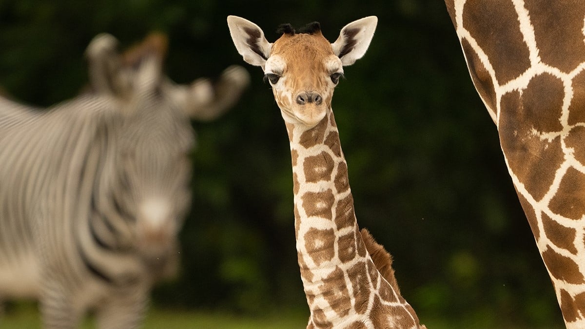 Miami : un girafon de trois mois décède après s'être brisé le cou dans son enclos au zoo