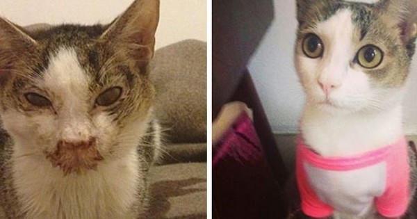 20 photos de chats avant et après avoir été sauvés ! Vraiment touchant...