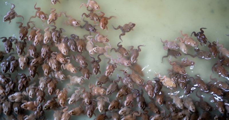 Avec 1,4 million d'oeufs, un étudiant veut créer une impressionnante «armée de grenouilles», les scientifiques s'inquiètent